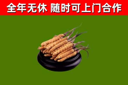 仙居烟酒回收冬虫夏草.jpg